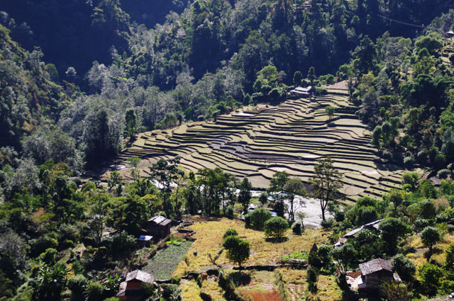 Les rizières de Ghara