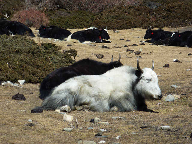 Et encore d'autres yaks