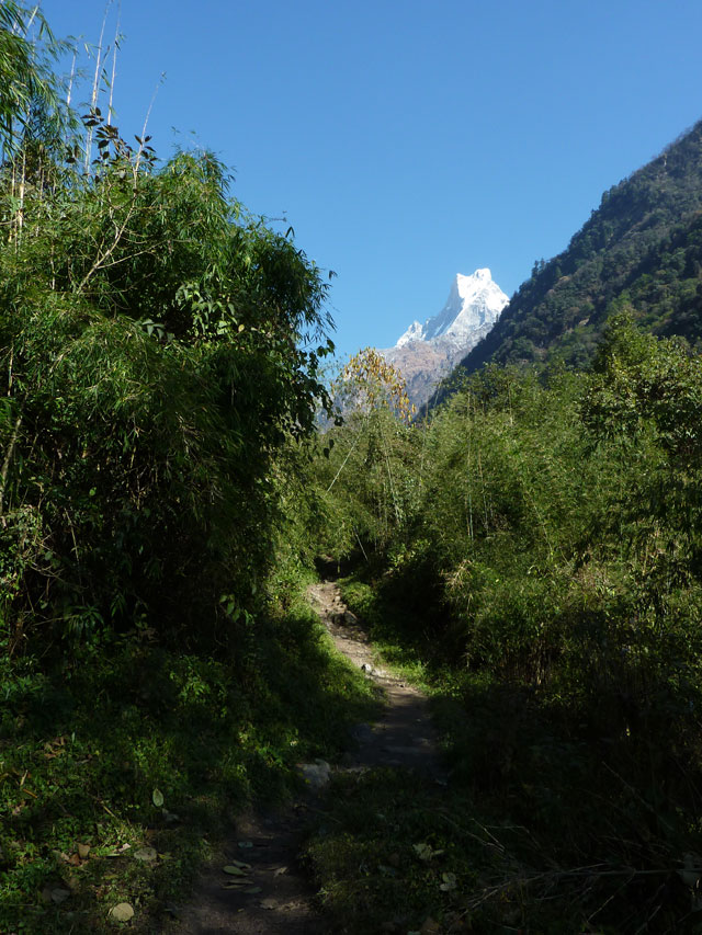 Il y a bien quelques bambous aux alentours de Bamboo