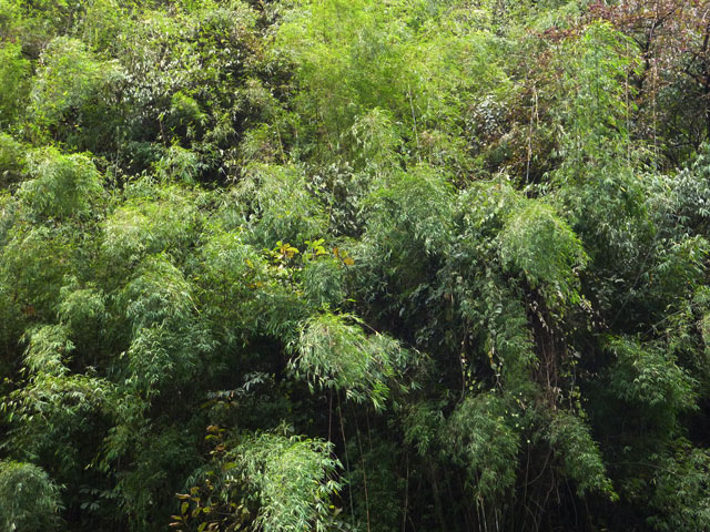 Les bambous de Bamboo