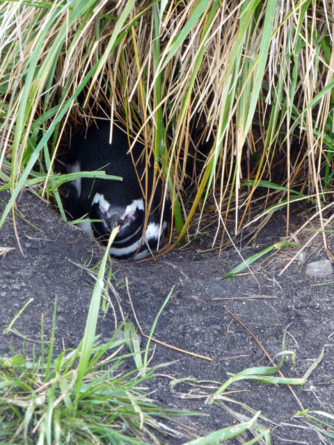 Une maman dans son nid