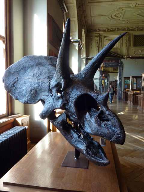 Museum d'histoire naturelle