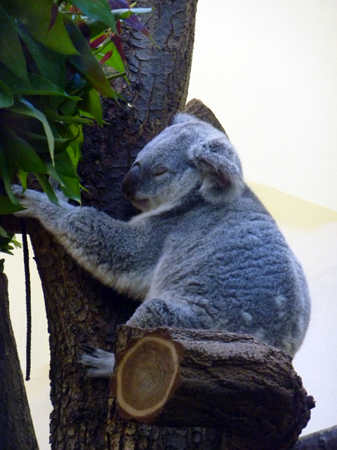 Et un fougueux koala