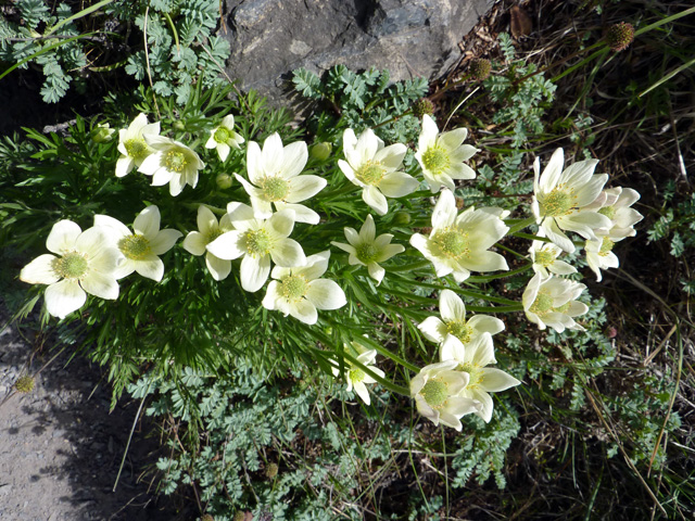 Fleurs de montagne blanches