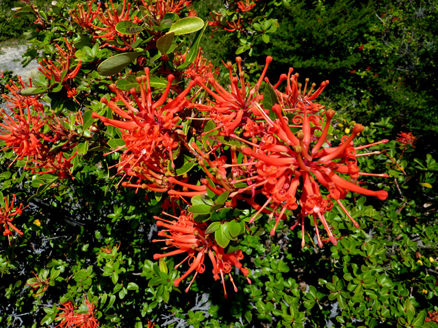 Fleurs de montagne rouges