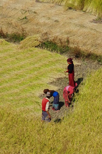 Et les travailleurs des rizières