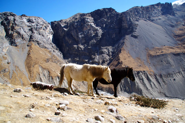 Juste avant d'arriver à Thorung Phedi