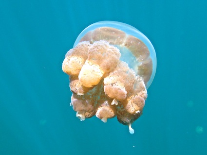 Encore une méduse