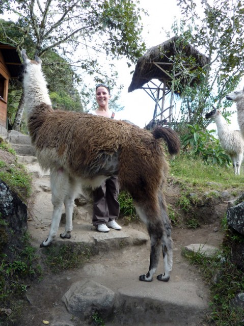 So et un lama