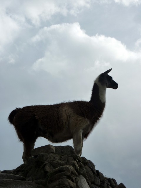 Un lama