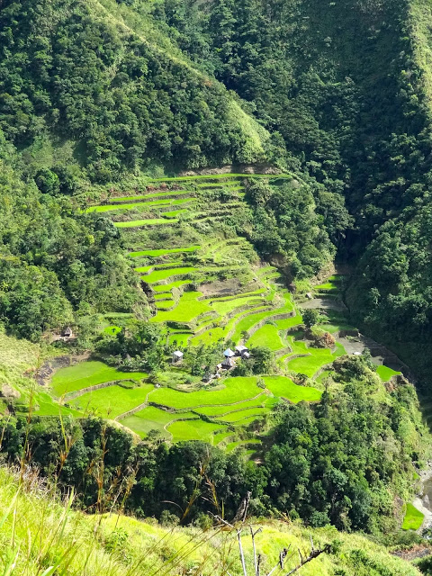 Vue des rizières depuis le promontoire