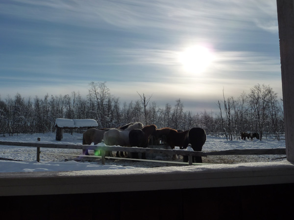 Les chevaux islandais