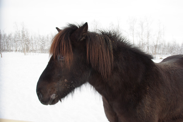 Cheval islandais